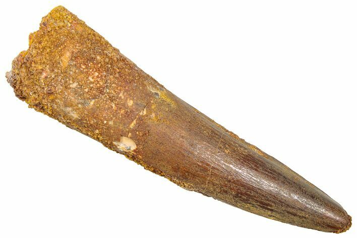 Fossil Spinosaurus Tooth - Real Dinosaur Tooth #361282